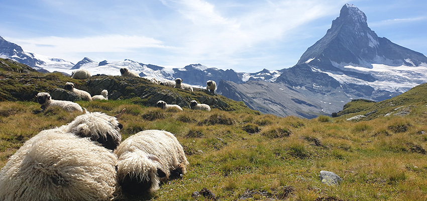 Sheep abound around Zermatt in Switzerland_Walkers' Britain traveller review